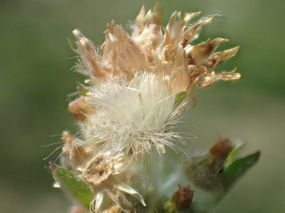 Gamochaeta purpurea, photographed by 葉子