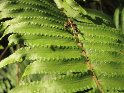 Nephrolepis brownii, photographed by chiuluan