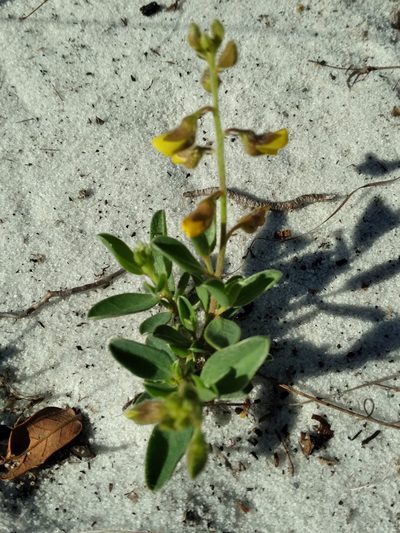 Crotalaria avonensis, photographed by Scott Ward
