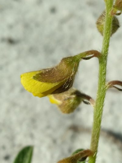 Crotalaria avonensis, photographed by Scott Ward