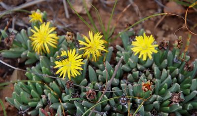 Chasmatophyllum musculinum, photographed by Tony Rebelo