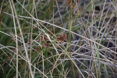 Cyperus marginatus, photographed by Tony Rebelo