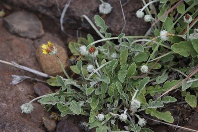 Arctotis arctotoides, photographed by Tony Rebelo