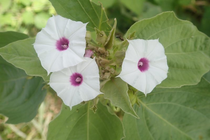 Astripomoea lachnosperma, photographed by Robert Taylor