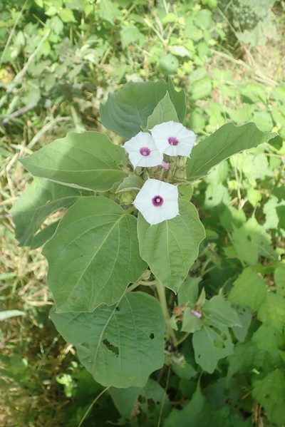 Astripomoea lachnosperma, photographed by Robert Taylor