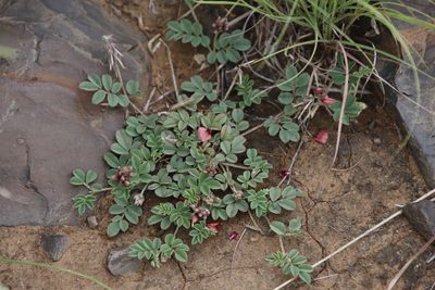 Indigofera alternans, photographed by Tony Rebelo