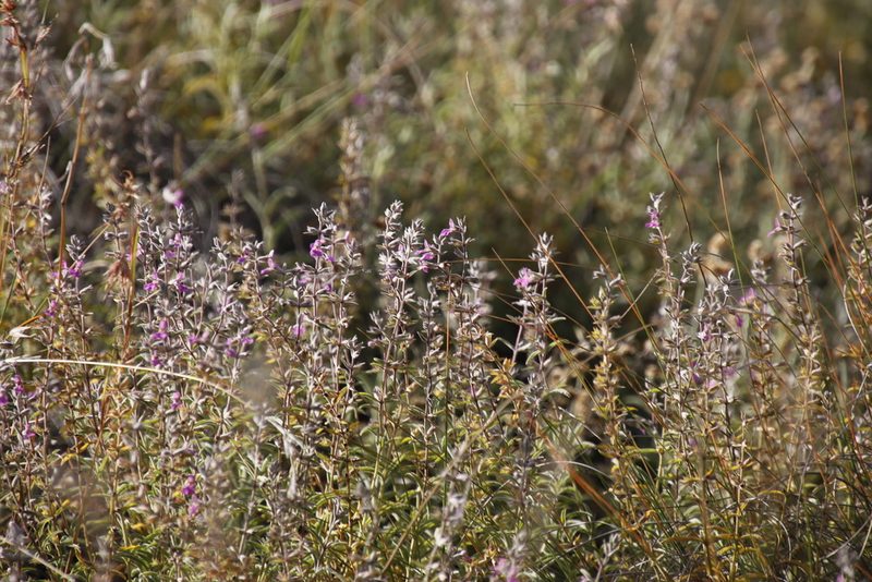 Stachys dregeana, photographed by Tony Rebelo