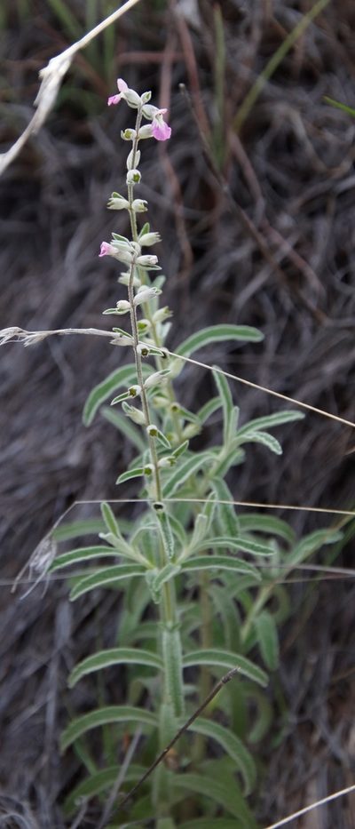 Stachys dregeana, photographed by Tony Rebelo