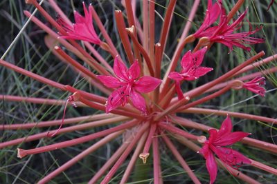 Brunsvigia radulosa, photographed by Tony Rebelo