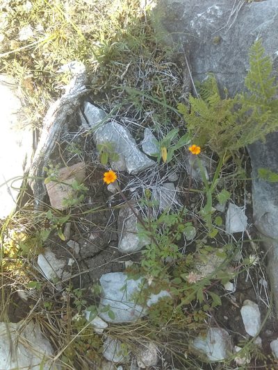 Tagetes moorei, photographed by Jose Antonio Aranda Pineda