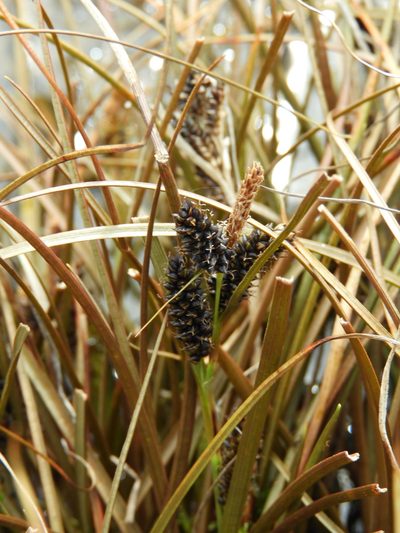 Carex petriei, photographed by Santiago Martín-Bravo