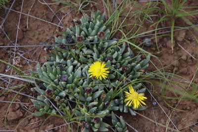 Chasmatophyllum musculinum, photographed by Tony Rebelo