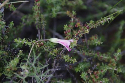 Oxalis bifurca, photographed by Tony Rebelo