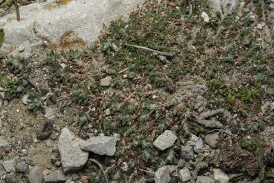 Paronychia macrosepala, photographed by Eleftherios Katsillis