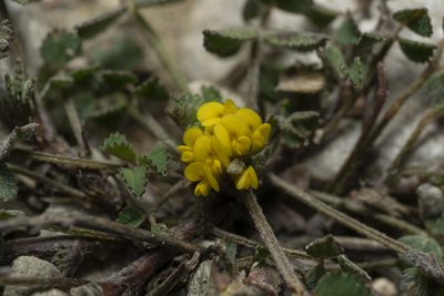 Medicago monspeliaca, photographed by Eleftherios Katsillis