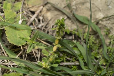 Valantia hispida, photographed by Eleftherios Katsillis