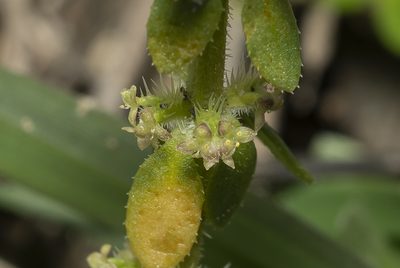 Valantia hispida, photographed by Eleftherios Katsillis