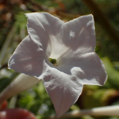 Nicotiana sylvestris, photographed by Nicola van Berkel