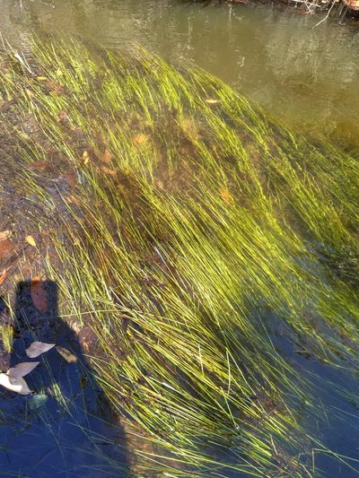 Eleocharis elongata, photographed by Scott Ward