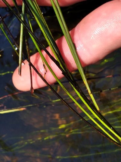 Eleocharis elongata, photographed by Scott Ward