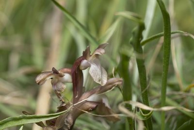 Anacamptis collina, photographed by Eleftherios Katsillis