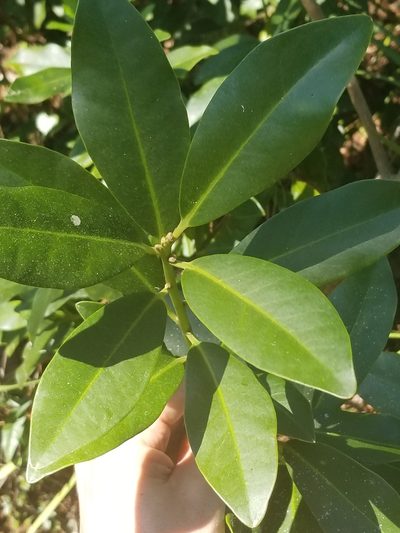 Illicium parviflorum, photographed by Nash Turley