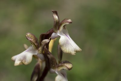 Anacamptis collina, photographed by Eleftherios Katsillis