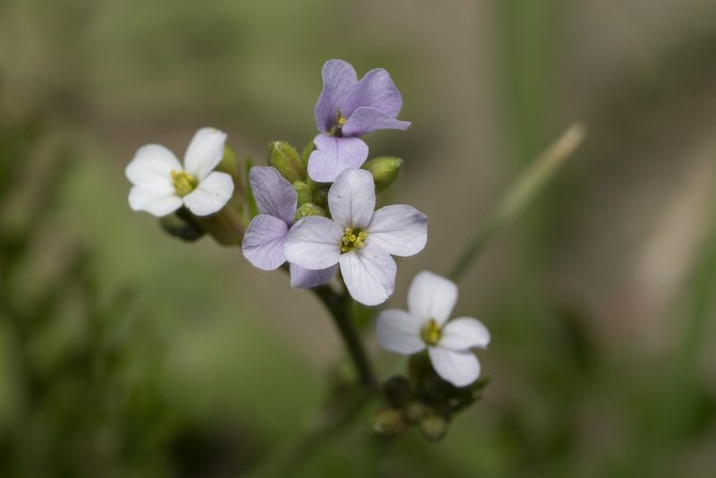 Erucaria hispanica, photographed by Eleftherios Katsillis