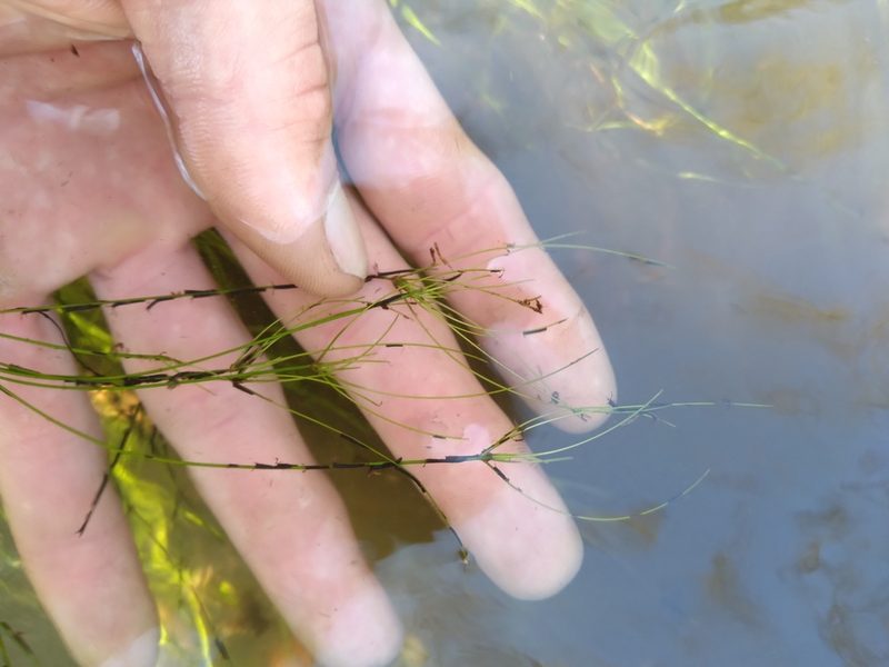 Eleocharis vivipara, photographed by Scott Ward