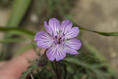 Geranium tuberosum, photographed by Eleftherios Katsillis