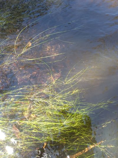 Eleocharis vivipara, photographed by Scott Ward