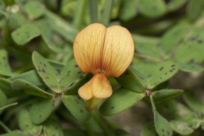Lathyrus gorgoni, photographed by Eleftherios Katsillis