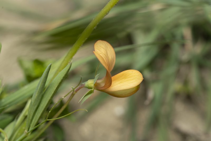 Lathyrus gorgoni, photographed by Eleftherios Katsillis