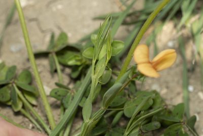 Lathyrus gorgoni, photographed by Eleftherios Katsillis