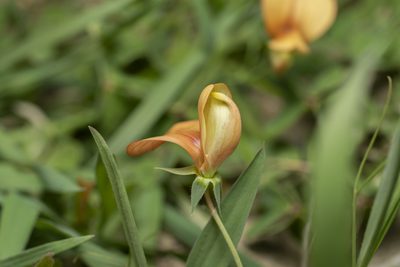 Lathyrus gorgoni, photographed by Eleftherios Katsillis