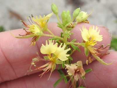 Cleome erosa, photographed by Sam Kieschnick