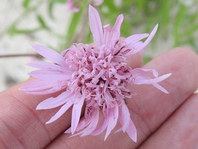 Palafoxia hookeriana, photographed by Sam Kieschnick