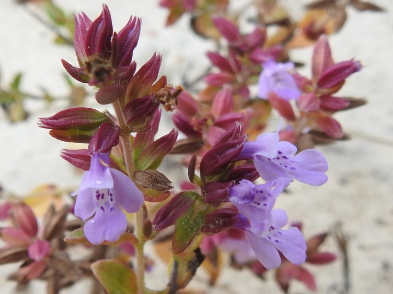 Rhododon ciliatus, photographed by Sam Kieschnick