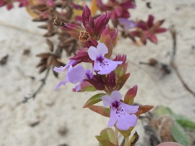 Rhododon ciliatus, photographed by Sam Kieschnick