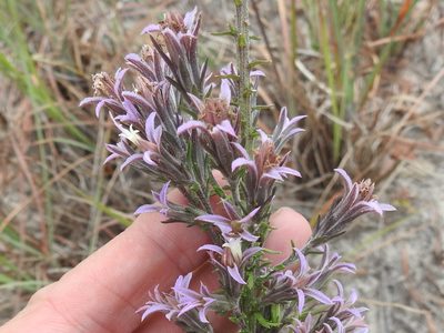 Liatris carrizana, photographed by Sam Kieschnick