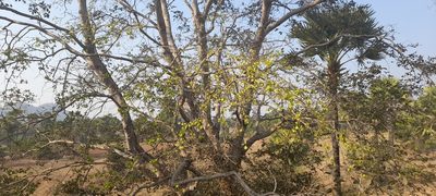 Holoptelea integrifolia, photographed by P Jeganathan