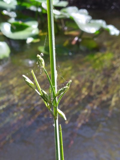 Schoenoplectus etuberculatus, photographed by Scott Ward