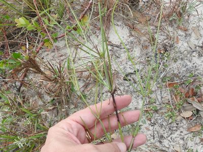 Thelesperma nuecense, photographed by Sam Kieschnick