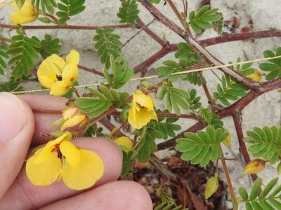 Chamaecrista calycioides, photographed by Sam Kieschnick