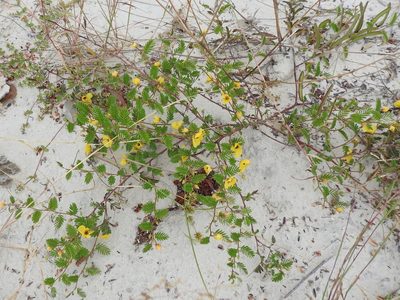 Chamaecrista calycioides, photographed by Sam Kieschnick