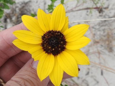 Helianthus praecox, photographed by Sam Kieschnick