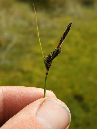 Carex gaudichaudiana, photographed by Santiago Martín-Bravo