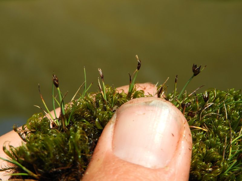 Carex enysii, photographed by Santiago Martín-Bravo