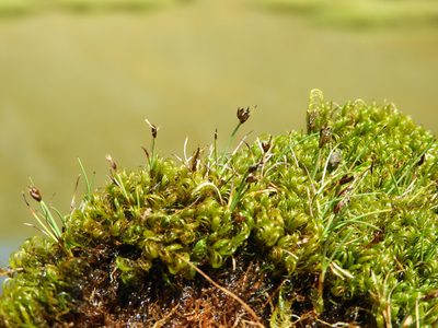 Carex enysii, photographed by Santiago Martín-Bravo