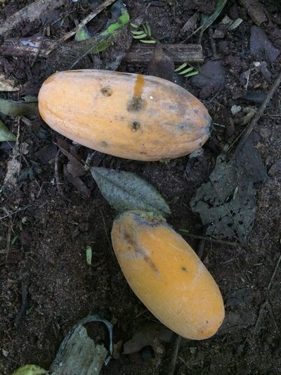 Jacaratia spinosa, photographed by B. Phalan